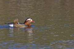 Mandarin Duck, Aix galericulata