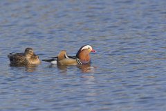 Mandarin Duck, Aix galericulata
