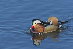 Mandarin Duck, Aix galericulata