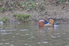 Mandarin Duck, Aix galericulata