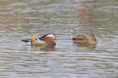 Mandarin Duck, Aix galericulata Mandarin Duck, Aix galericulata