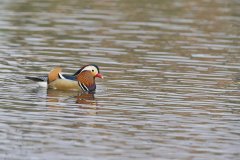 Mandarin Duck, Aix galericulata Mandarin Duck, Aix galericulata