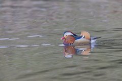 Mandarin Duck, Aix galericulata