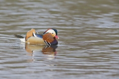 Mandarin Duck, Aix galericulata Mandarin Duck, Aix galericulata