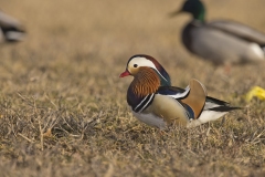 Mandarin Duck, Aix galericulata