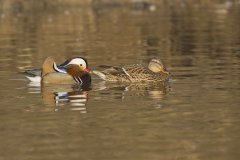 Mandarin Duck, Aix galericulata Mandarin Duck, Aix galericulata