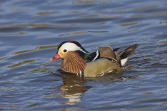 Mandarin Duck, Aix galericulata