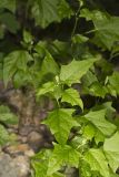 Mapleleaf Goosefoot, Chenopodium simplex
