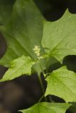 Mapleleaf Goosefoot, Chenopodium simplex