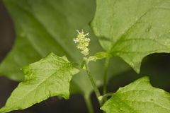Mapleleaf Goosefoot