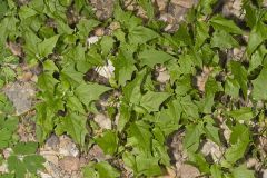 Mapleleaf Goosefoot, Chenopodium simplex