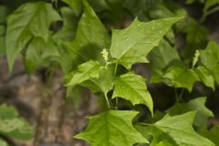 Mapleleaf Goosefoot, Chenopodium simplex
