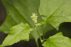 Mapleleaf Goosefoot, Chenopodium simplex