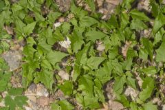 Mapleleaf Goosefoot, Chenopodium simplex