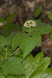 Mapleleaf viburnum, Viburnum acerifolium