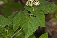 Mapleleaf Viburnum