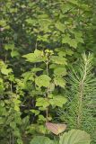 Mapleleaf viburnum, Viburnum acerifolium