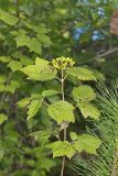Mapleleaf viburnum, Viburnum acerifolium