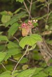 Mapleleaf viburnum, Viburnum acerifolium