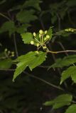 Mapleleaf viburnum, Viburnum acerifolium
