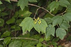 Mapleleaf viburnum, Viburnum acerifolium