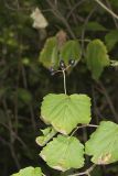 Mapleleaf viburnum, Viburnum acerifolium