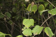 Mapleleaf viburnum, Viburnum acerifolium