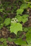 Mapleleaf viburnum, Viburnum acerifolium