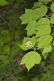 Mapleleaf viburnum, Viburnum acerifolium