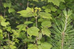 Mapleleaf Viburnum, Viburnum acerifolium