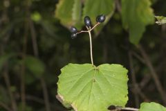 Mapleleaf Viburnum, Viburnum acerifolium