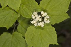 Mapleleaf Viburnum, Viburnum acerifolium