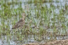 Marbled Godwit, Limosa fedoa