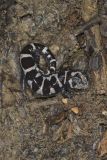 Marbled Salamander, Ambystoma opacum