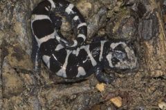 Marbled Salamander