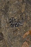 Marbled Salamander, Ambystoma opacum