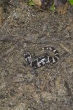 Marbled Salamander, Ambystoma opacum