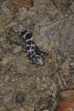 Marbled Salamander, Ambystoma opacum
