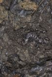 Marbled Salamander, Ambystoma opacum
