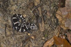 Marbled Salamander, Ambystoma opacum