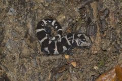 Marbled Salamander, Ambystoma opacum