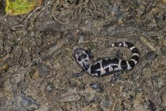 Marbled Salamander, Ambystoma opacum
