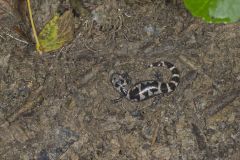 Marbled Salamander, Ambystoma opacum