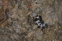 Marbled Salamander, Ambystoma opacum