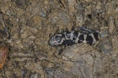 Marbled Salamander, Ambystoma opacum