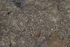 Marbled Salamander, Ambystoma opacum