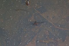 Marbled Salamander, Ambystoma opacum