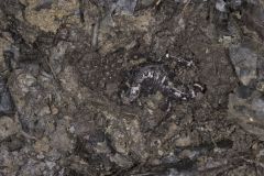 Marbled Salamander, Ambystoma opacum