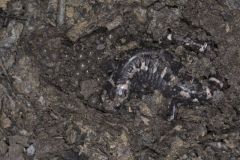 Marbled Salamander, Ambystoma opacum