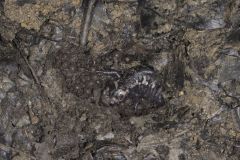 Marbled Salamander, Ambystoma opacum